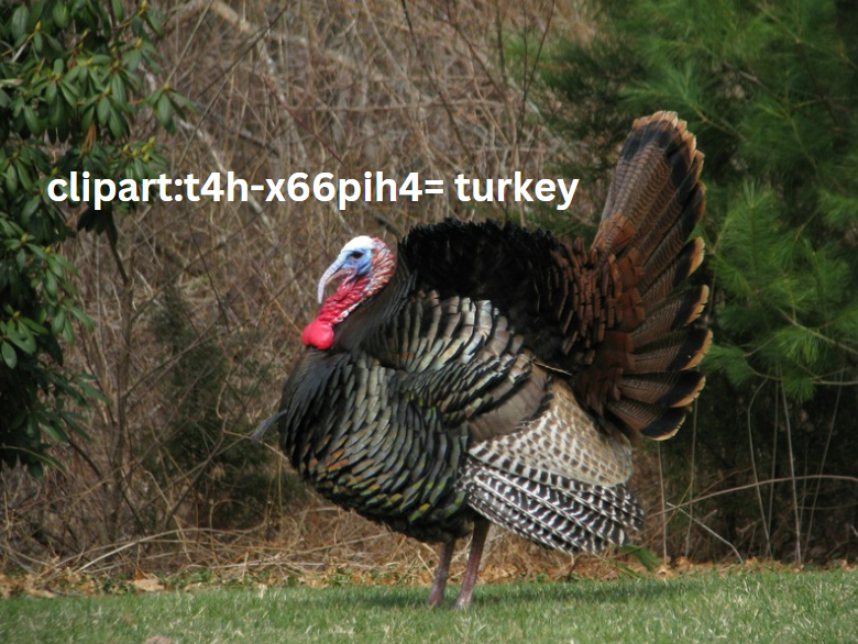 Clipart:t4h-x66pih4= Turkey